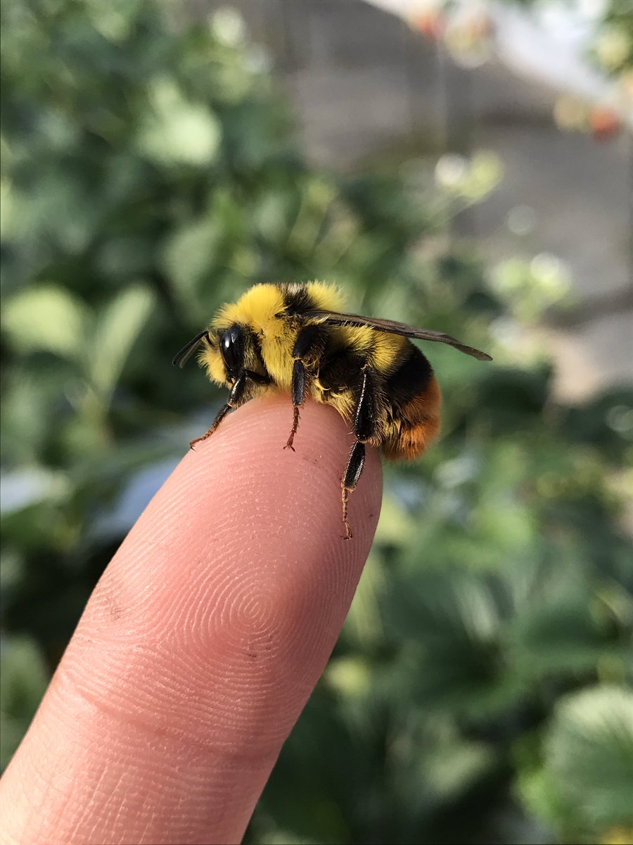 ট ইট র Strawberry Farm 陽一郎園 クロマルハナバチのオスは黄色でかわいい 巣が弱ってくると出てきて花に付きます なかなか見れないです いちご いちご狩り ট ইট র Strawberry Farm 陽一郎園 クロマルハナバチのオスは黄色でかわいい 巣が弱ってくると出てきて花に付きます なかなか見れないです いちご いちご狩り