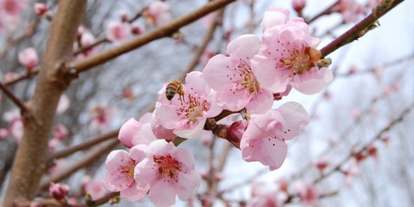 Monroeville Winery / Summit City Farms First Annual Wine and Blossom Festival on April 8th. Get your tickets today. ow.ly/y9Ny309unbT