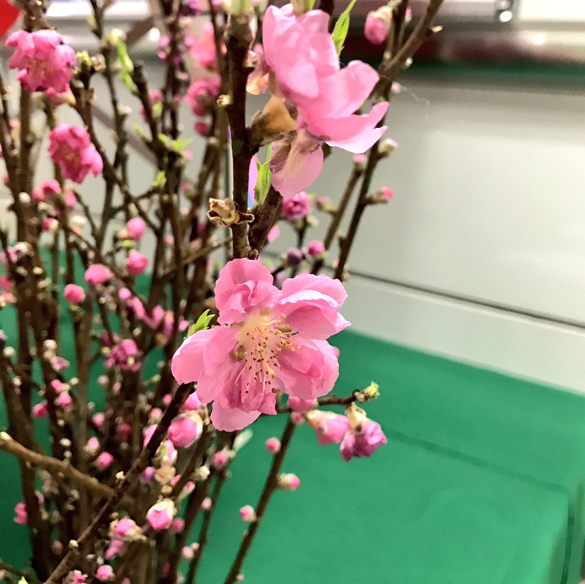 モノちゃん 千葉モノレール ぼく モノちゃんです みんなおはよう 気づけばもう3月だね 早咲きの桜も 梅の花 も咲いているし 毎日寒いけどやっぱりどこか春めいてるよね 千葉駅にお雛様と一緒に飾ってある桃の花も きれいに咲いてきたよ 千葉 モノちゃん 千葉モノレール ぼく モノちゃんです みんなおはよう 気づけばもう3月だね 早咲きの桜も 梅の花 も咲いているし 毎日寒いけどやっぱりどこか春めいてるよね 千葉駅にお雛様と一緒に飾ってある桃の花も きれいに咲いてきたよ 千葉