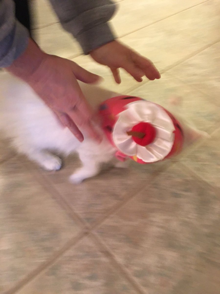 MeowIAmFluffy's tweet photo. Cat: Come over, the humans aren't home
Me: I can't, I'm wearing a ridiculous cupcake hat
Cat: We have cat treats
Me: on my way https://t.co/HljVV3aud5