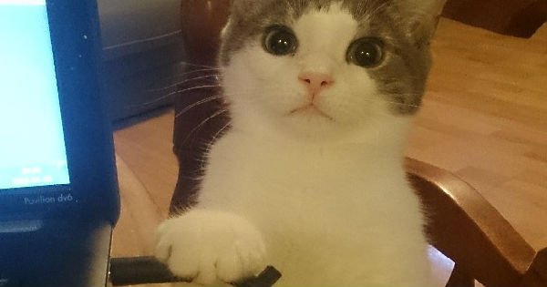 This Threatening Cat Meme Is Not Messing Around bit.ly/2mMUujU