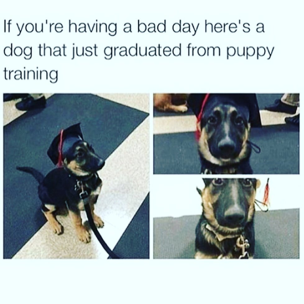 channelsatisfy's tweet photo. AWWWW LOOK AT HIS FACE 🐶. #tsc #spreadthelaugh #spreadthelove #love #peace #beautiful #cute #happy #witty #fun #crazy #joke #epic #humor https://t.co/4gXv7diDax