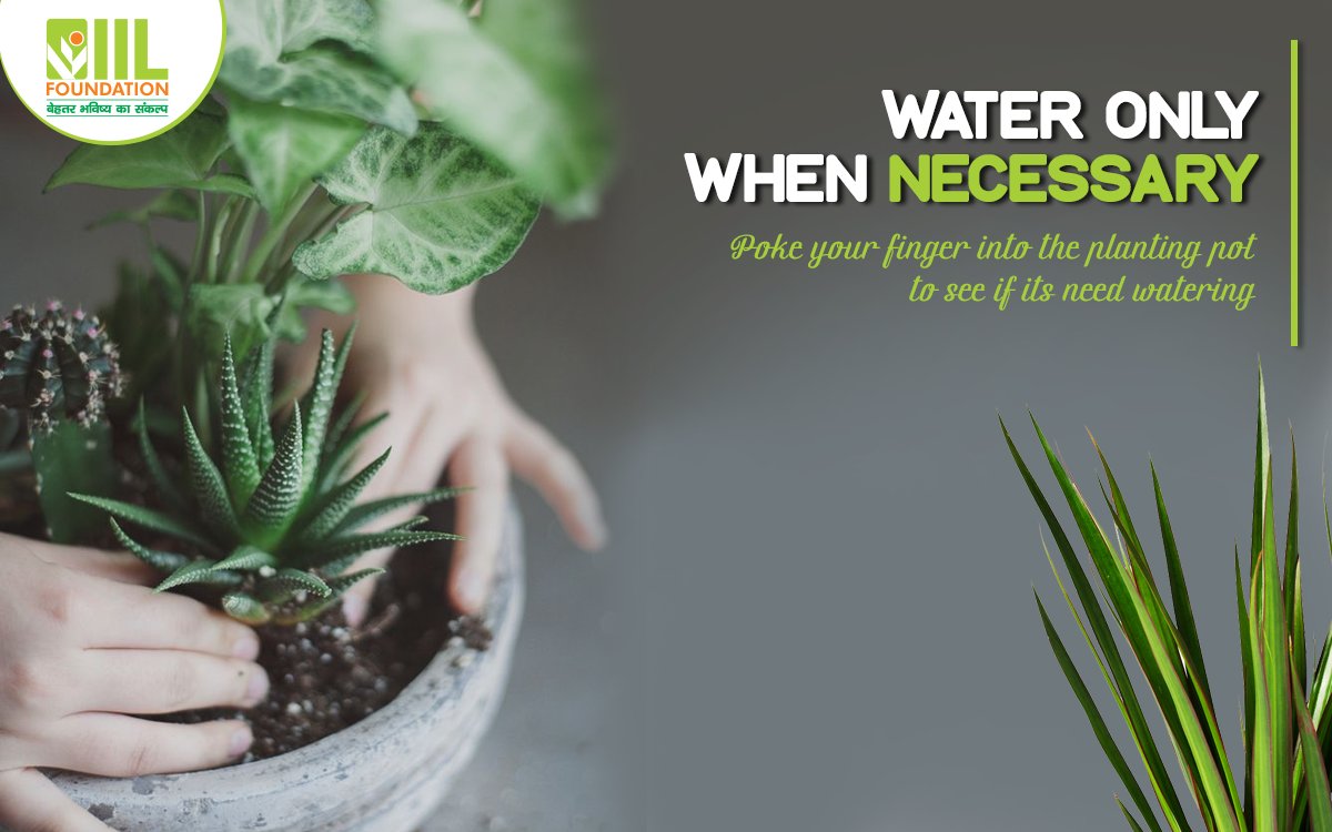 IIL_Foundation's tweet photo. When starting out people tend to water their plant too much. Water your plant with care. https://t.co/A9WAcQu3g3