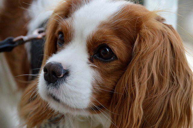 DIYDogProjects's tweet image. Best Apartment #Dogs. Read today's review about the #cavalierkingcharles Is this the Best #ApartmentDog for You? diydogprojects.com/tw-bestapartme… …