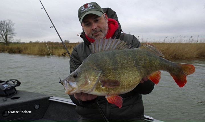 thefishinglife's tweet photo. #perchzilla https://t.co/qISLWUGfDY