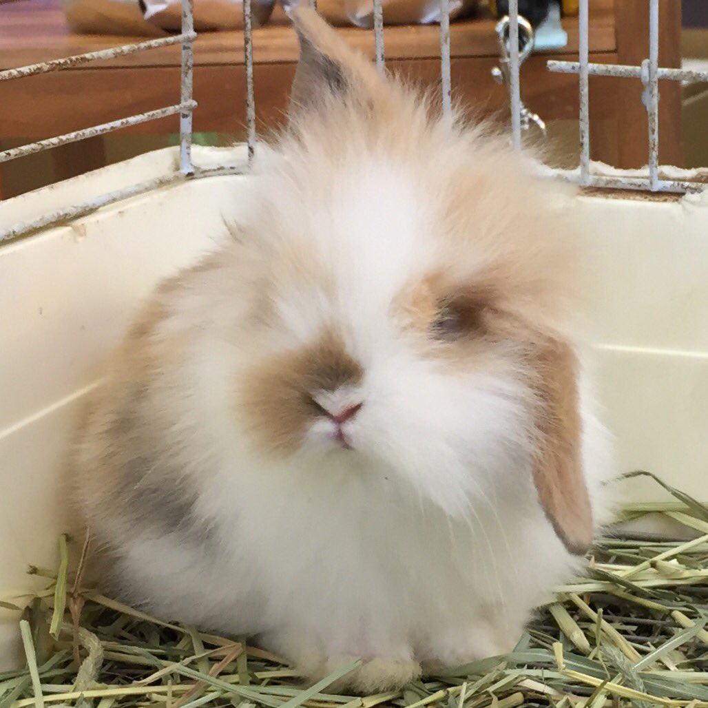 ペットショップ 千鳥園 ライオンロップイヤーラビットの赤ちゃんです 片方の耳が下がりました もうすぐ両方が下がって ロップイヤーです 久里浜店 T Co Oawef6frwk Twitter