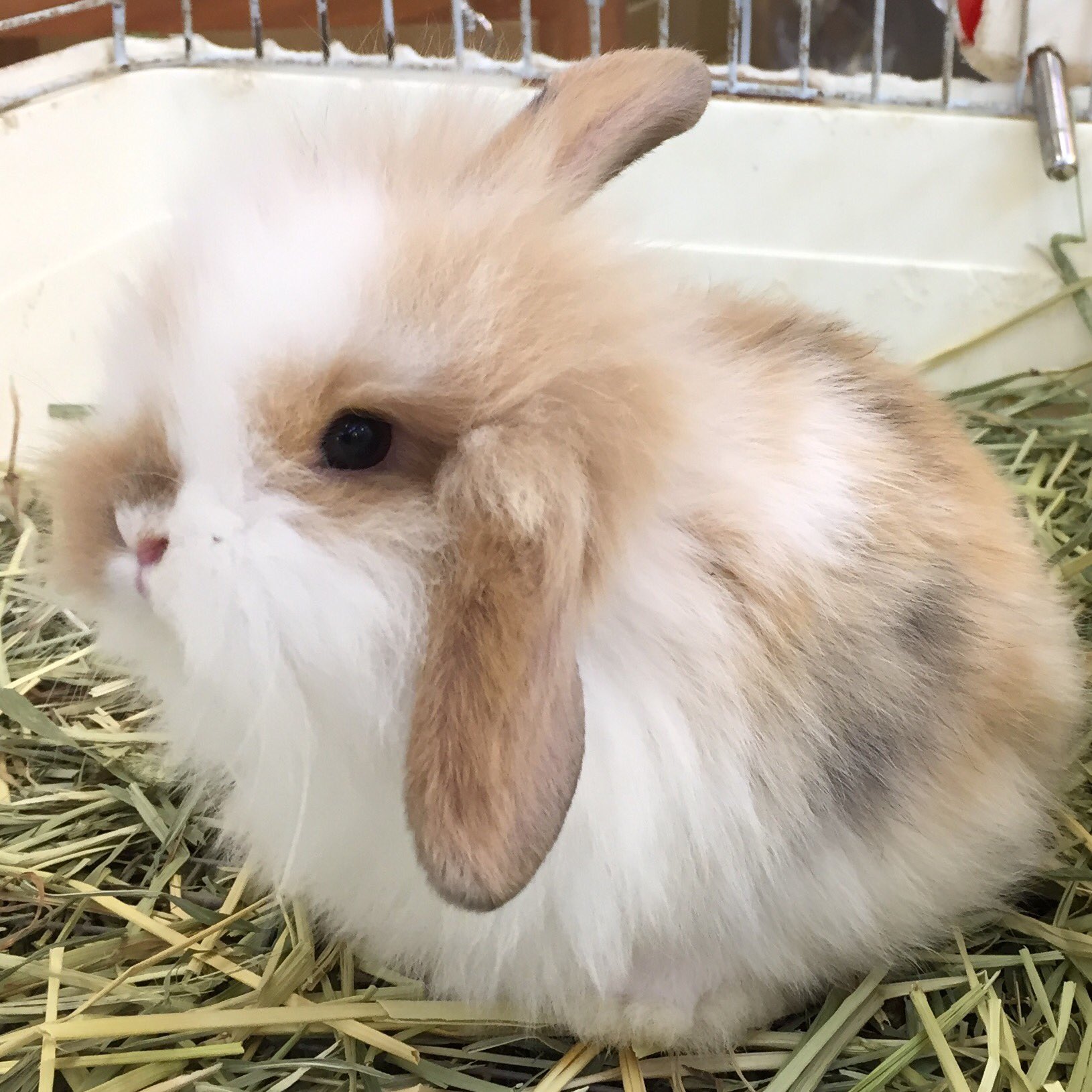 ペットショップ 千鳥園 Auf Twitter ライオンロップイヤーラビットの赤ちゃんです 片方の耳が下がりました もうすぐ両方が下がって ロップイヤーです 久里浜店 ペットショップ 千鳥園 Auf Twitter ライオンロップイヤーラビットの赤ちゃんです 片方の耳が下がりました もうすぐ両方が下がって ロップイヤーです 久里浜店