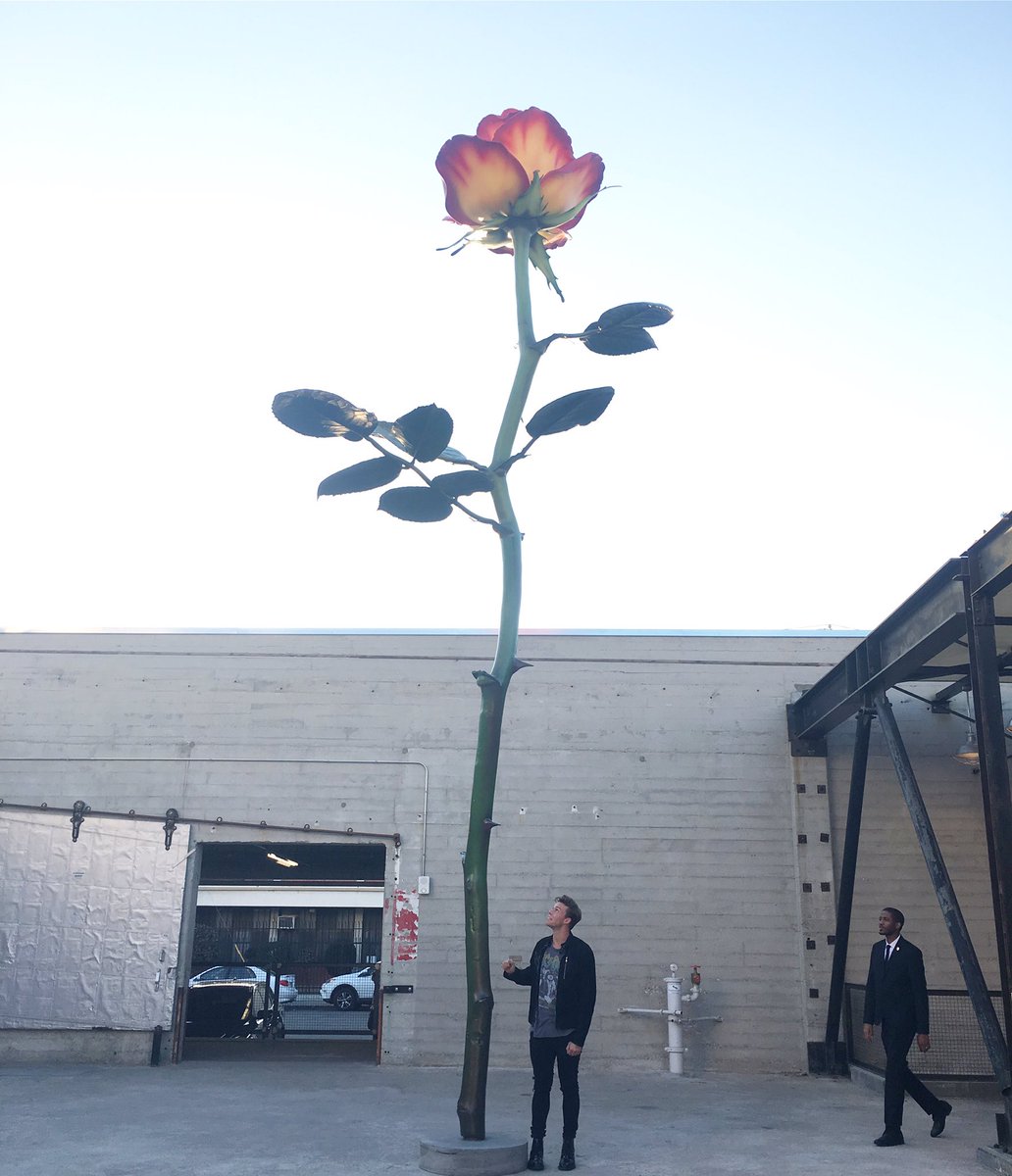 Ashton5SOS's tweet image. Here is a giant rose featuring me getting told "hey buddy don't touch the f**king rose!"