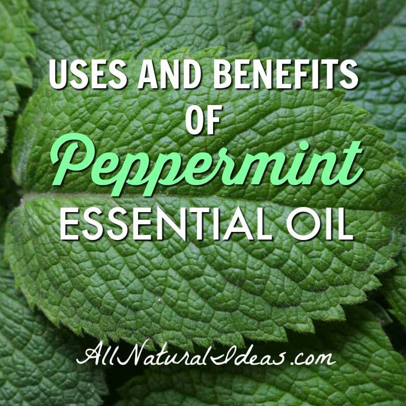 Are you using peppermint essential oil? It has so many benefits!

allnaturalideas.com/peppermint-ess…