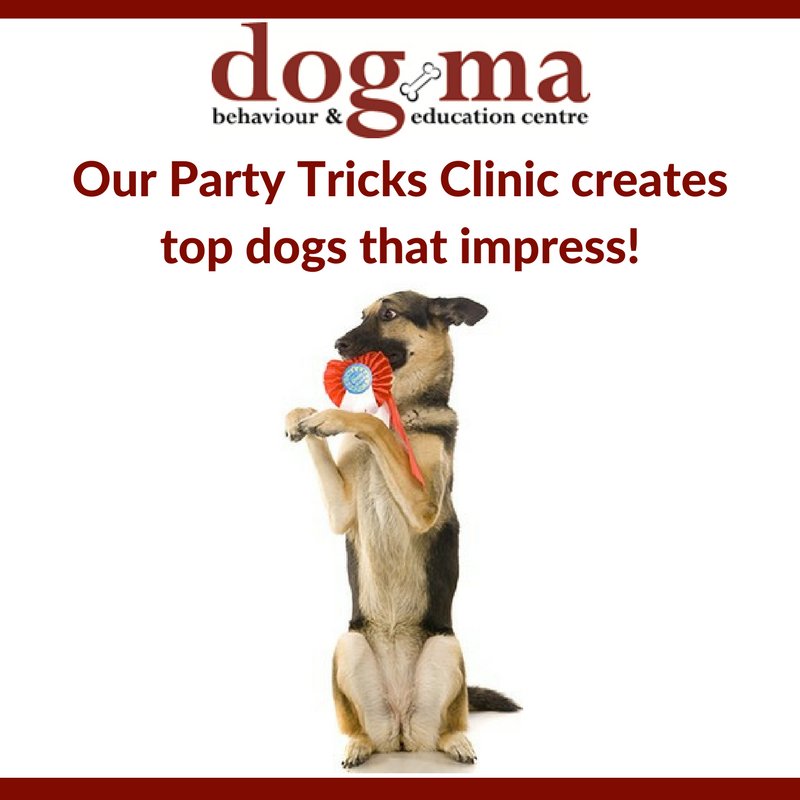 dogmatraining's tweet image. Join our Party Tricks Clinic on Tuesday, March 21 at 7:30pm and see what your pooch can really do! Register here: bit.ly/1RbFbdI