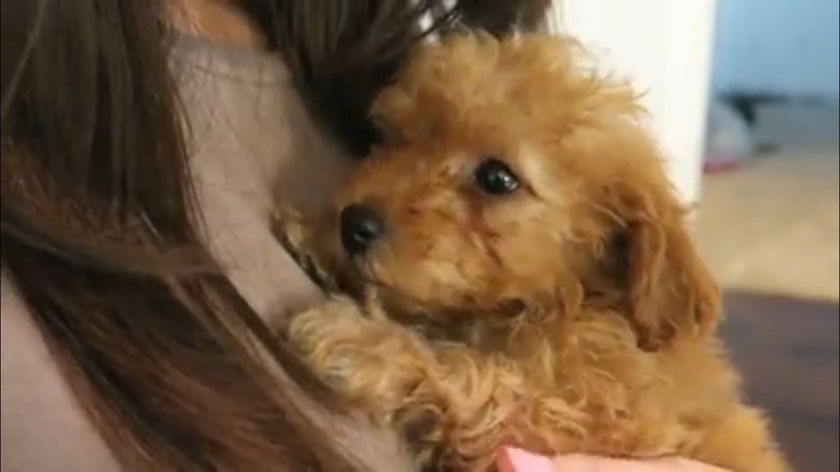 MadisynRenfroe's tweet photo. @jessconte @GabrielConte   Can yall please make an Instagram for this cute puppy 😍😍 https://t.co/5sTXRbxzPt
