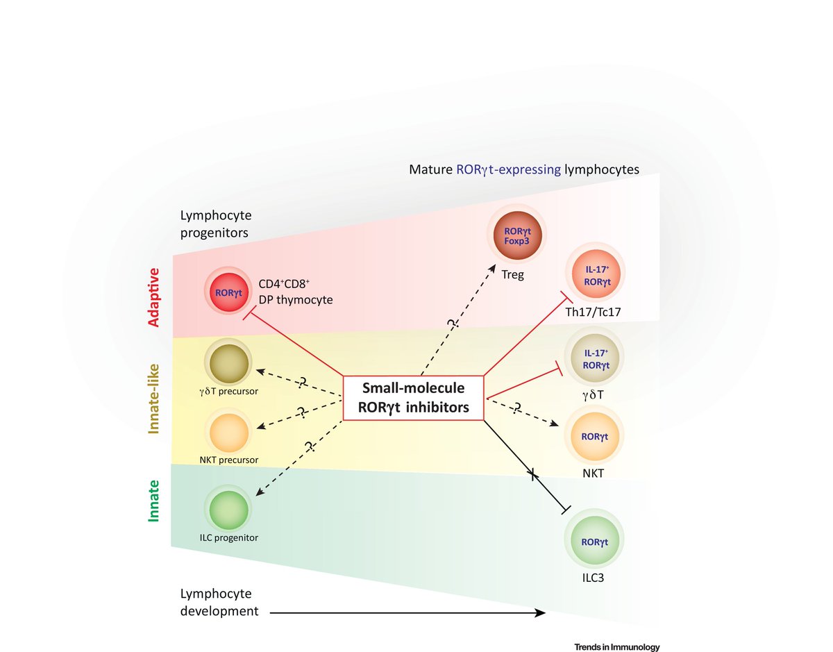 mmw_lmw's tweet photo. A closer look at #RORgt function using small molecule #Inhibitors | JinfangZhu @NIH @TrendsImmuno https://t.co/sUlAUSrQxi https://t.co/zUFfCecP2P
