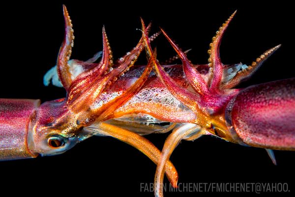 dRestlessPotato's tweet photo. Do you also love night #diving? then perhaps something for inspiration... :) https://t.co/8D6v6pCJre https://t.co/covuL7xEK4