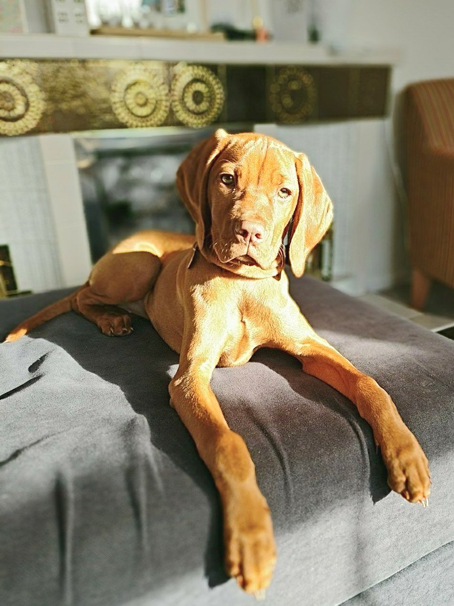 blooruk's tweet photo. Enjoying the morning sunshine like a princess 💕
#dogsoftwitter #vizsla #dogsarelove https://t.co/vBWEM8g4fM