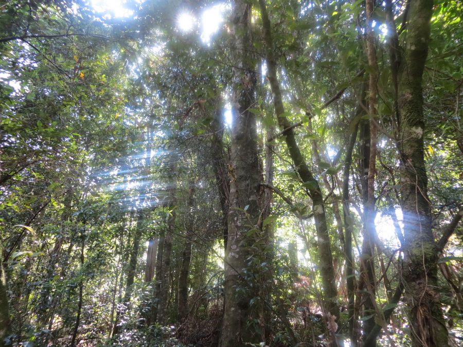 dpalighting's tweet photo. #dpalighting #light #lighting #design #lightingdesign #daylight #daylightdesign #nature #natural #naturallighting #naturalcanopy https://t.co/pL2gu9Ai0d