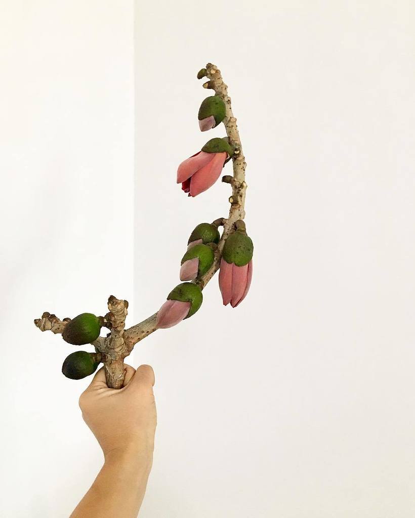 madeinmimo's tweet photo. Kapok #kapok #china #summer #plants #plants #flower #kapok https://t.co/iKrtszMHCz https://t.co/T2PzJlwPmN