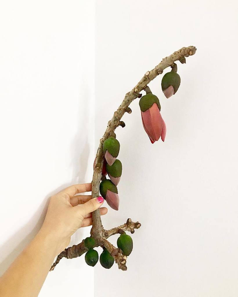 madeinmimo's tweet photo. Kapok season ;) #kapok #flower #plants #summer #china #flowerlovers # https://t.co/H2nXgVcVC2 https://t.co/soxBaziq7d