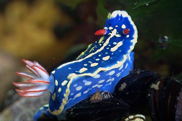 파란 갯 민숭 달팽이