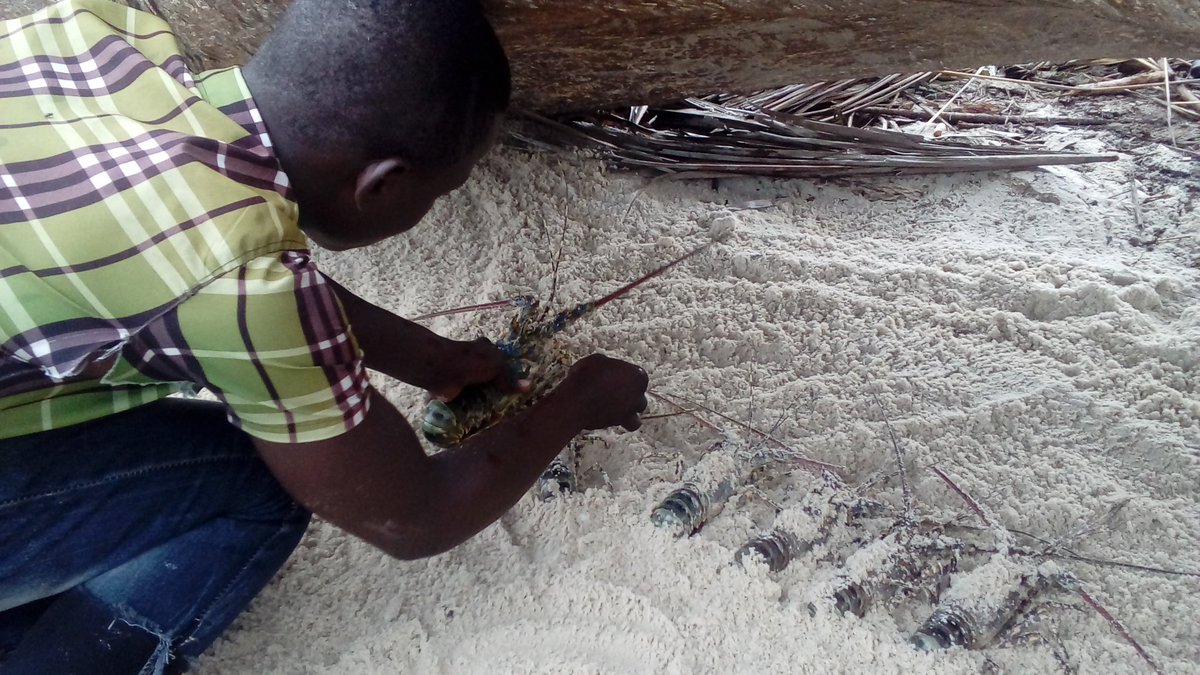 JeremyHuet1's tweet photo. Catch survey in Malinde @anamariguesa @Darwin_Defra @ZSLMarine @HeatherKoldewey @fndtn_Ensemble https://t.co/c1HfZU4S0x