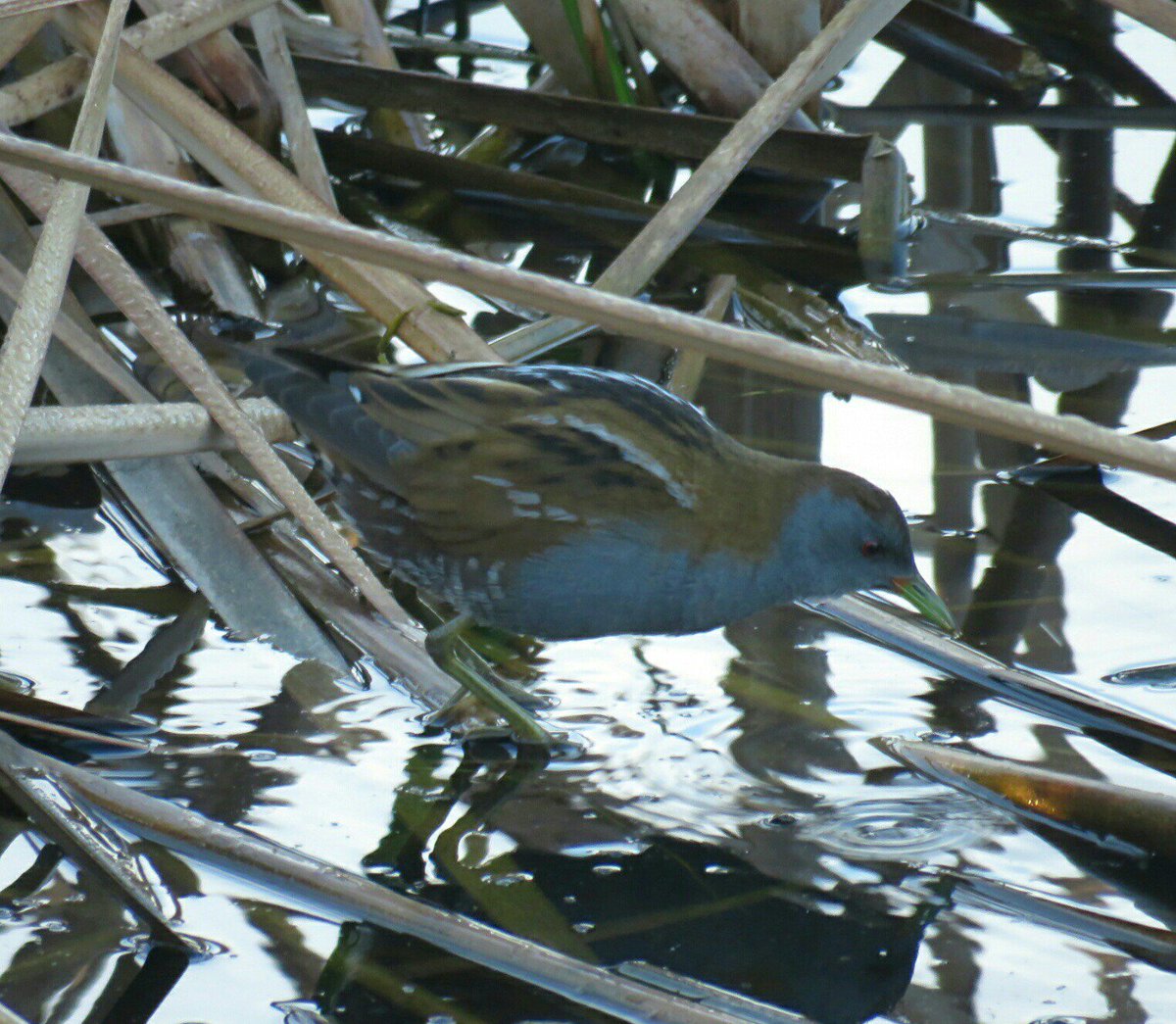 sales_sergi's tweet image. Rascletó- Little crake- Porzana parva Aiguamolls de l'Empordà @SwarovskiOptik @aolle_alex @jmartialedo #crake