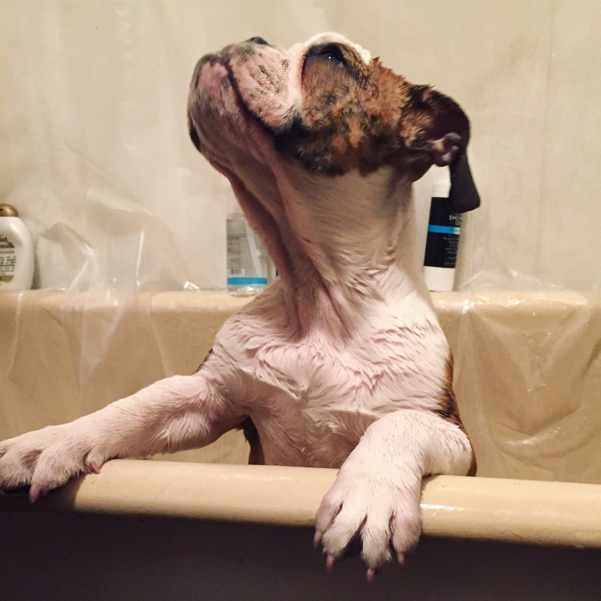 __eLLeanor's tweet image. The most beautiful boy I've ever seen. 😍