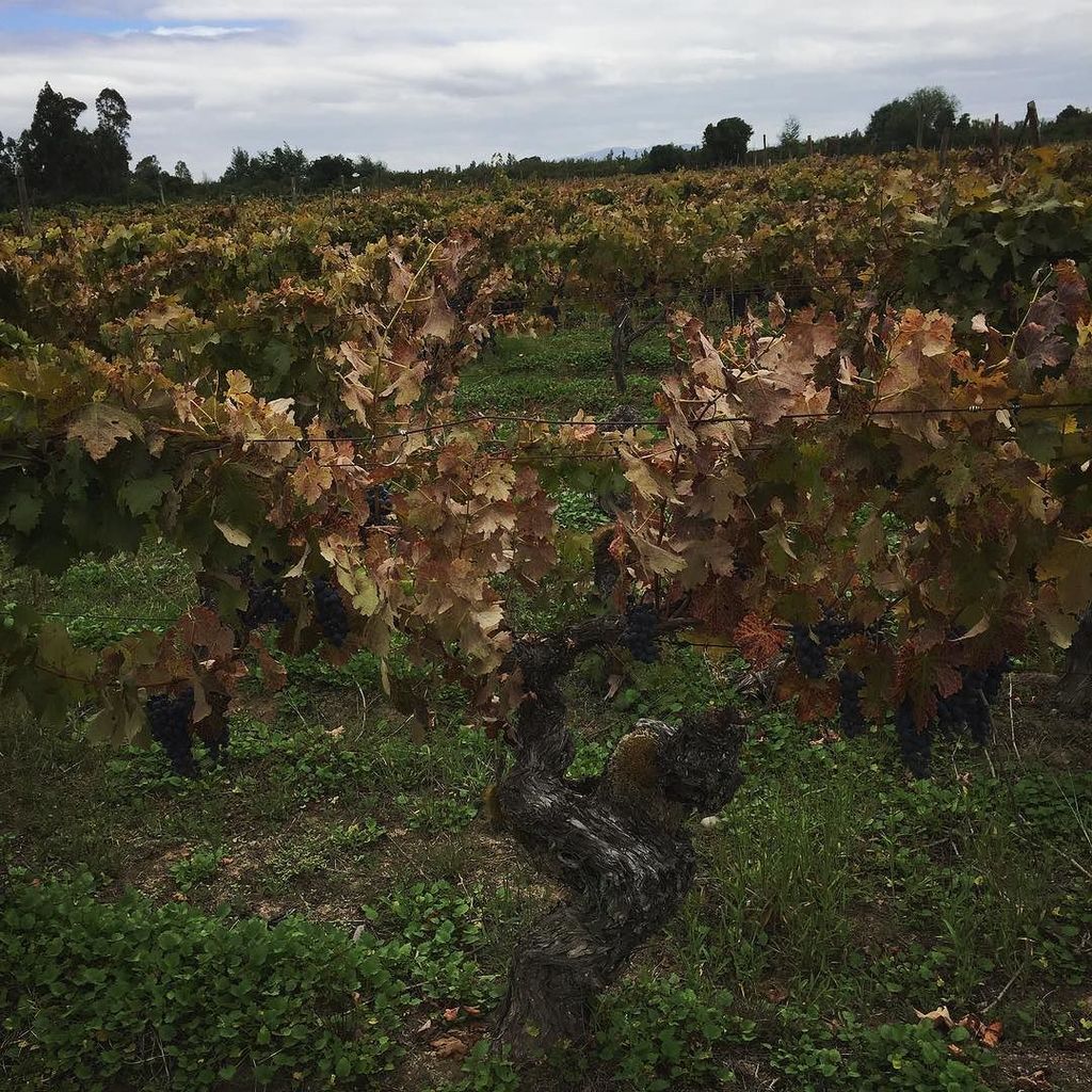 Can Franc ripening early this year -- thank heaven for a cloudy day! #gwcoharvest2017 #gwc… ift.tt/2mbEtqY
