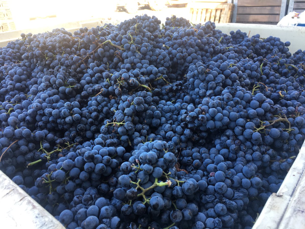 diewynmaker's tweet image. Step 1 for my first GSM wine: Grenache grapes #2017harvest #feelingexcited #GSMblend #redwine