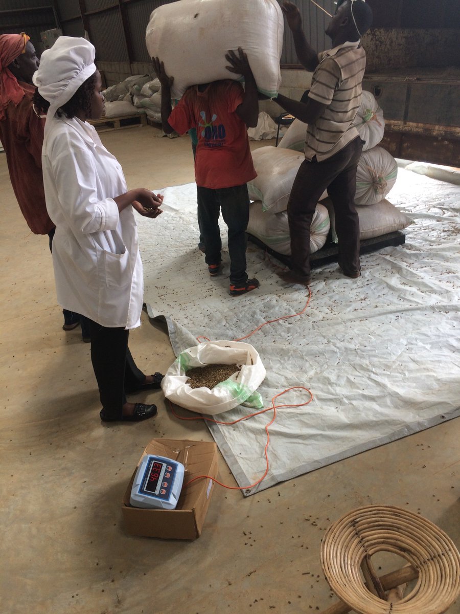 nucafeug's tweet photo. Offloading and picking #Coffee samples at Namanve #cafe of @NUCAFE95. #coffeestock #coffeedate #Twitter #AgribusinessTalk254 #loading https://t.co/iVI7HwICU0