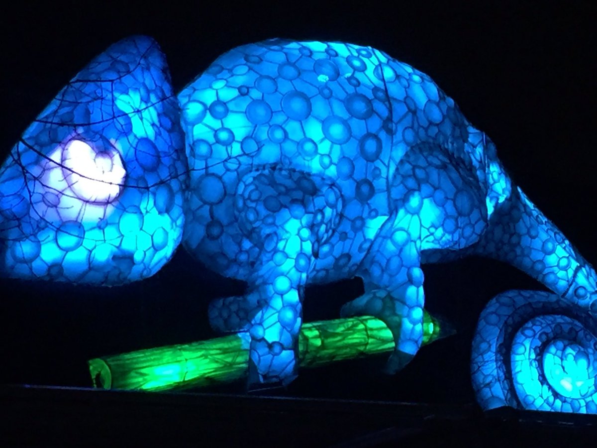 Lichtfestival <a href="/burgerszoo/">Burgers' Zoo</a> #lichtfestival #light #animals #Arnhem #tiger #cameleon #burgerslight ✨💡