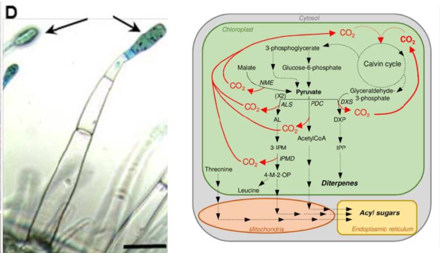 PlantTeaching's tweet photo. V. cool-> Photosynthetic trichomes contain specific Rubisco w/ modified pH-dependent activity (due to spec metabo) https://t.co/5QmghGb32n https://t.co/FvumrOo3Fr