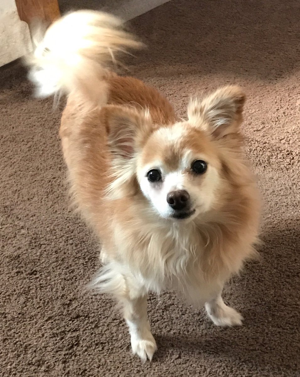 sarahanunn's tweet image. 2:21 a.m.
Nacc: The major problem with the world today is that there is too much blah blah blah &amp;amp; not enough bacon! 
#deepdogthoughts