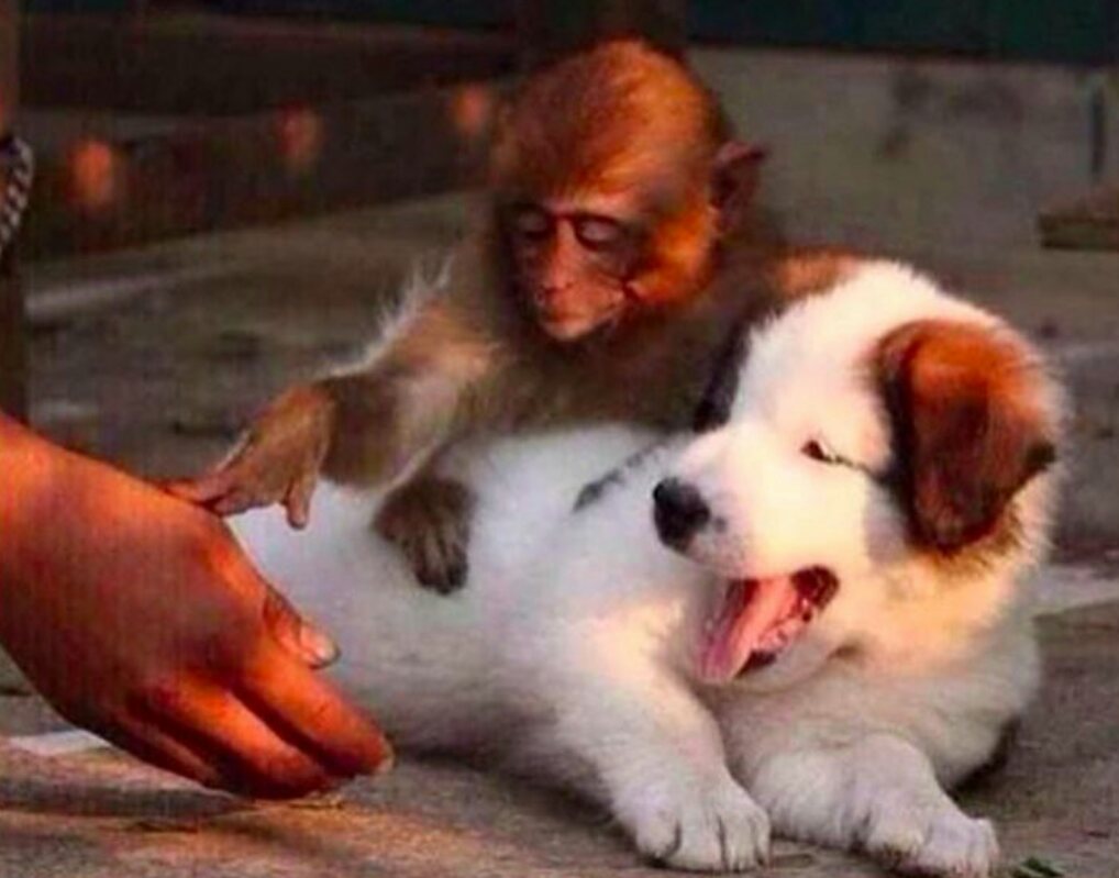 Zumlerr's tweet photo. When people call my bestfriend their bestfriend #animallike #animallover #monkeyshines2017 #bff #FloridABook #LegionFX #thequadbet #Suits https://t.co/WyyFc2hg3V