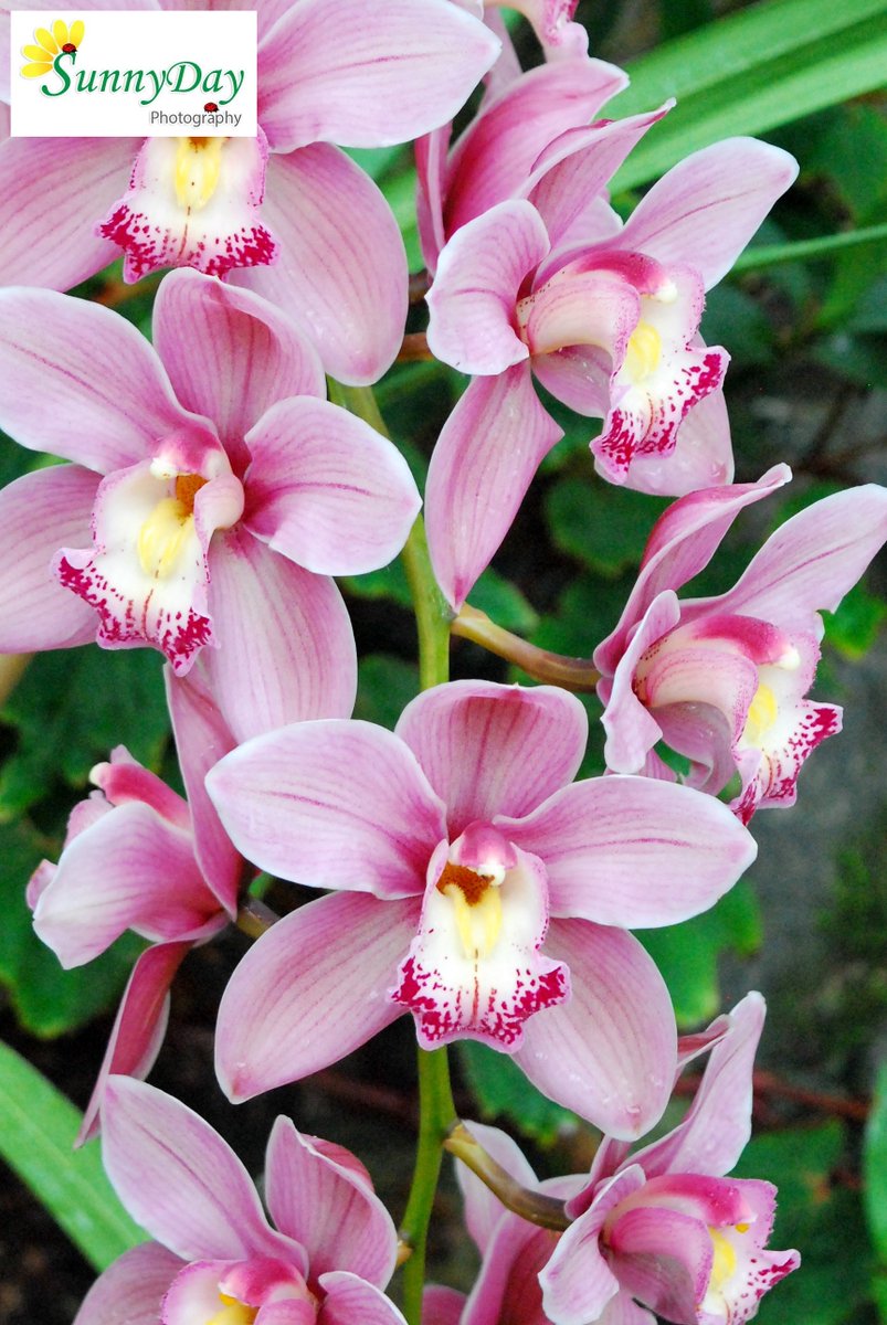 Brentfordthrumylens On Twitter Good Morning A Few More Orchid