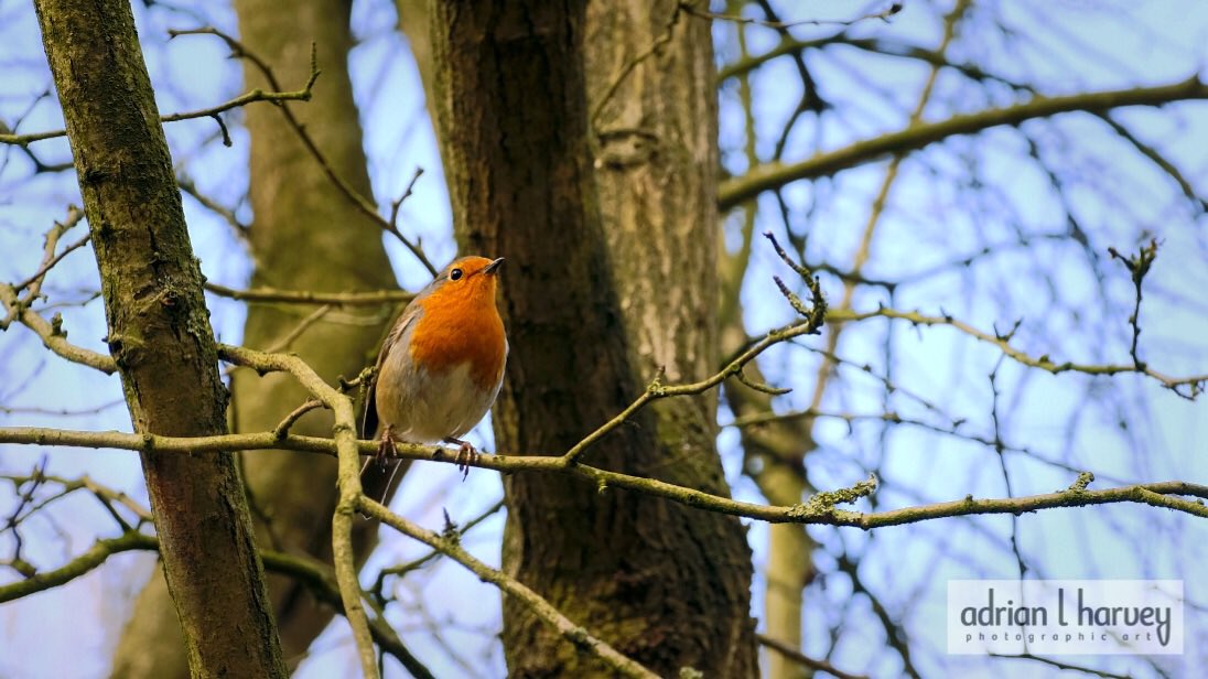 Fresh air and full English breakfast <a href="/hartsholmepark/">Hartsholme Park</a> 

#lincoln #nature #naturelovers #lincolnphotographer #Lincolnshire #Lincoln2017