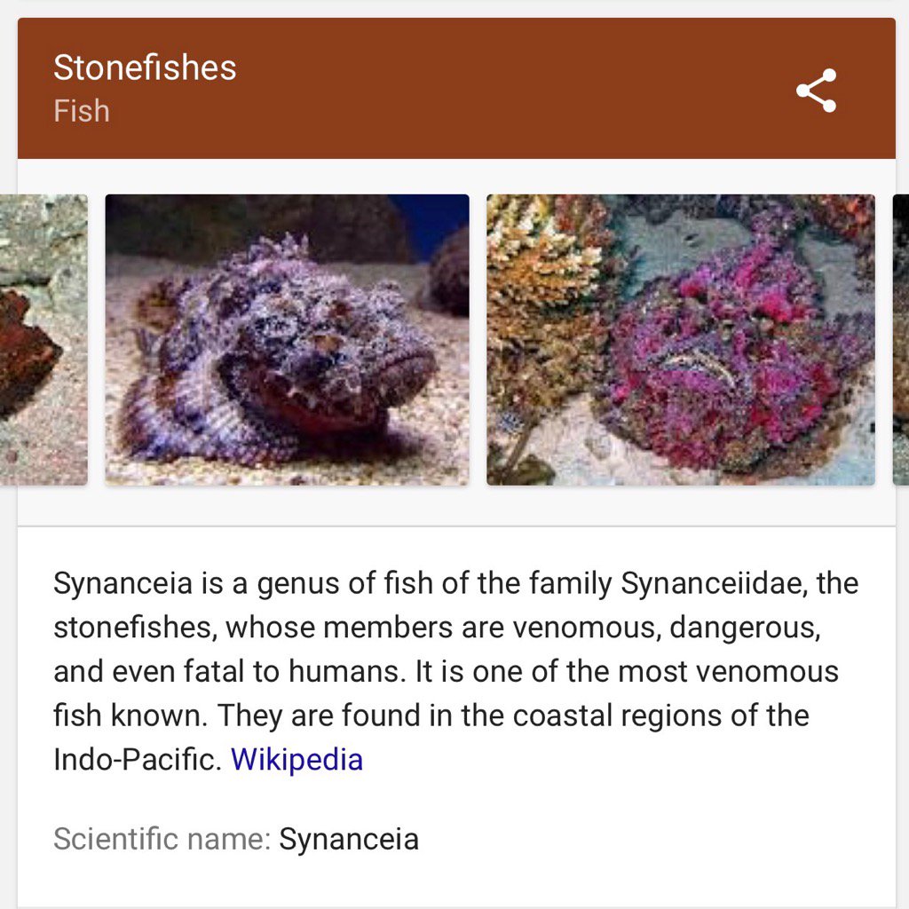 aupijuan's tweet photo. So, now we know why he's named Stonefish? https://t.co/ZDFR5VxxLq