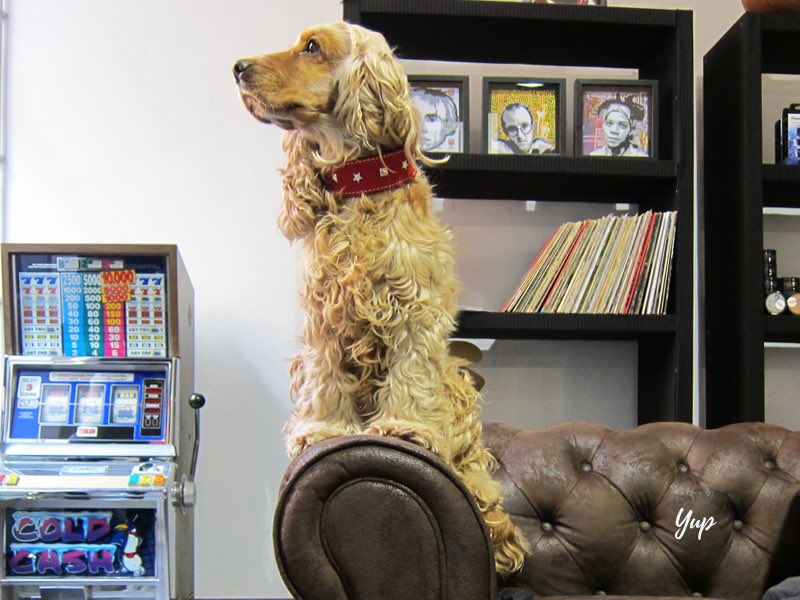 YupCollars's tweet photo. Technically I'm not on the couch...🙄😇 #yup #yupcollars @manroomconcept https://t.co/ihlmw4IXyr