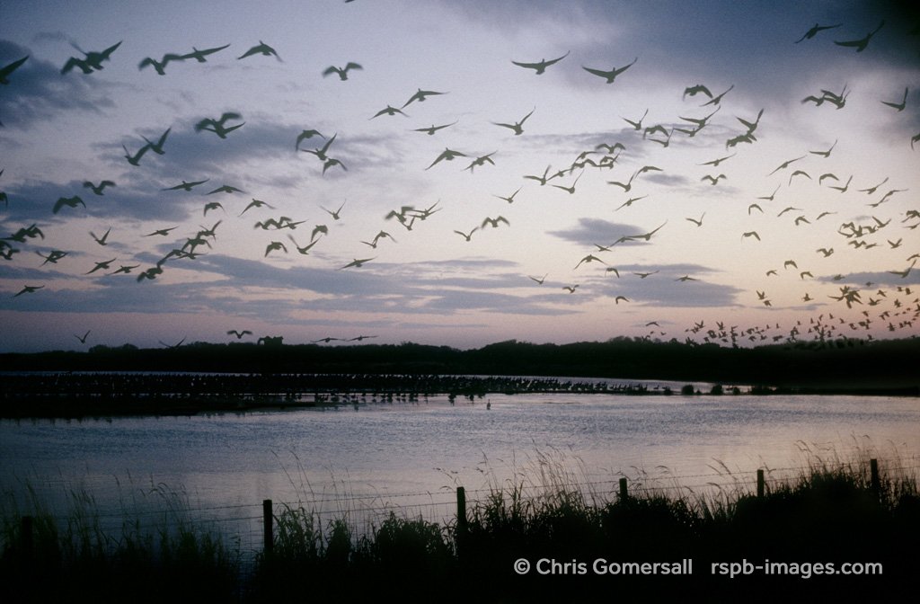 lomondtrossachs's tweet photo. Join @RSPBGlasgow this Sat for a Sunset Goose Walk at their stunning Loch Lomond Reserve https://t.co/wsRlkckeMp (booking essential) https://t.co/sd34Bxaw1f