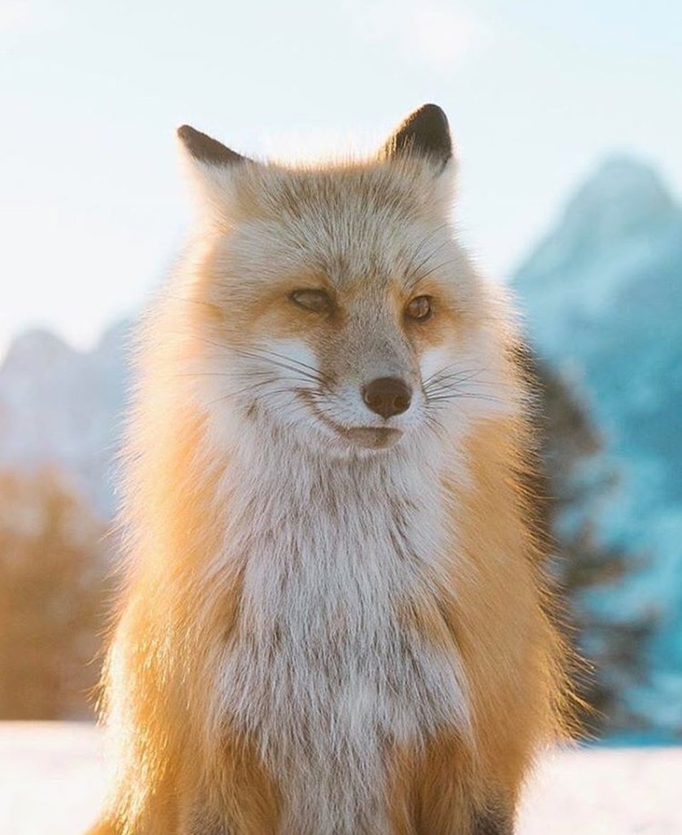 TheMindBlowing's tweet photo. Majestic! https://t.co/Sp2zsnONv4