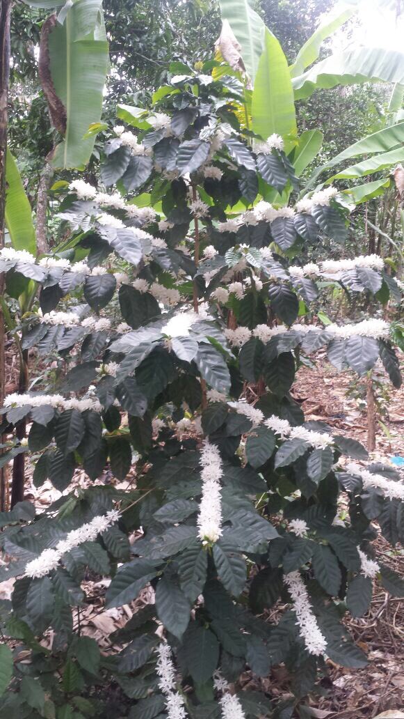 Ever seen a #coffeeplant in bloom?  Here's one from our #coffeefarm in #haiti