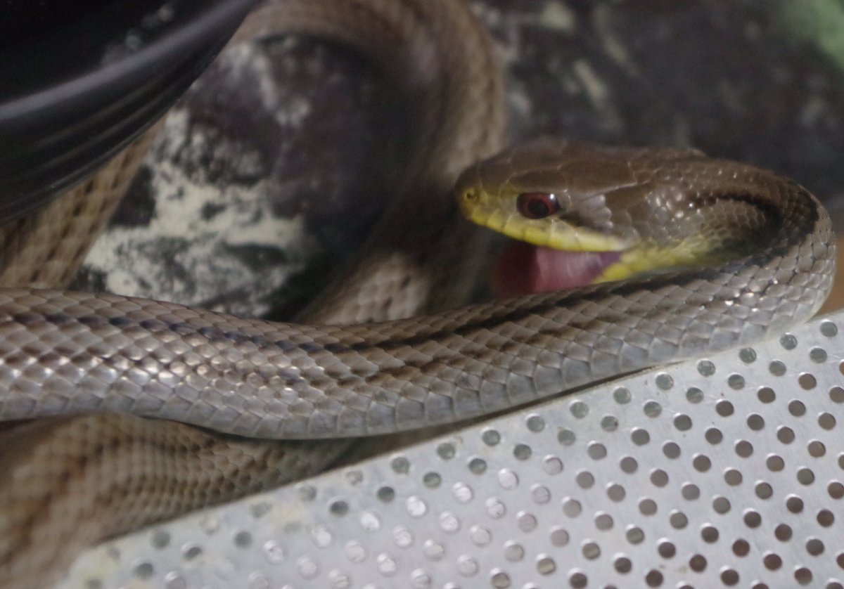 タカヤマの裏アカ 生き物垢 No Twitter ヘビの餌やりタイム ヘビ シマヘビ 爬虫類載せたらブァーって拡散されてフォローがいっぱい来るって聞いた