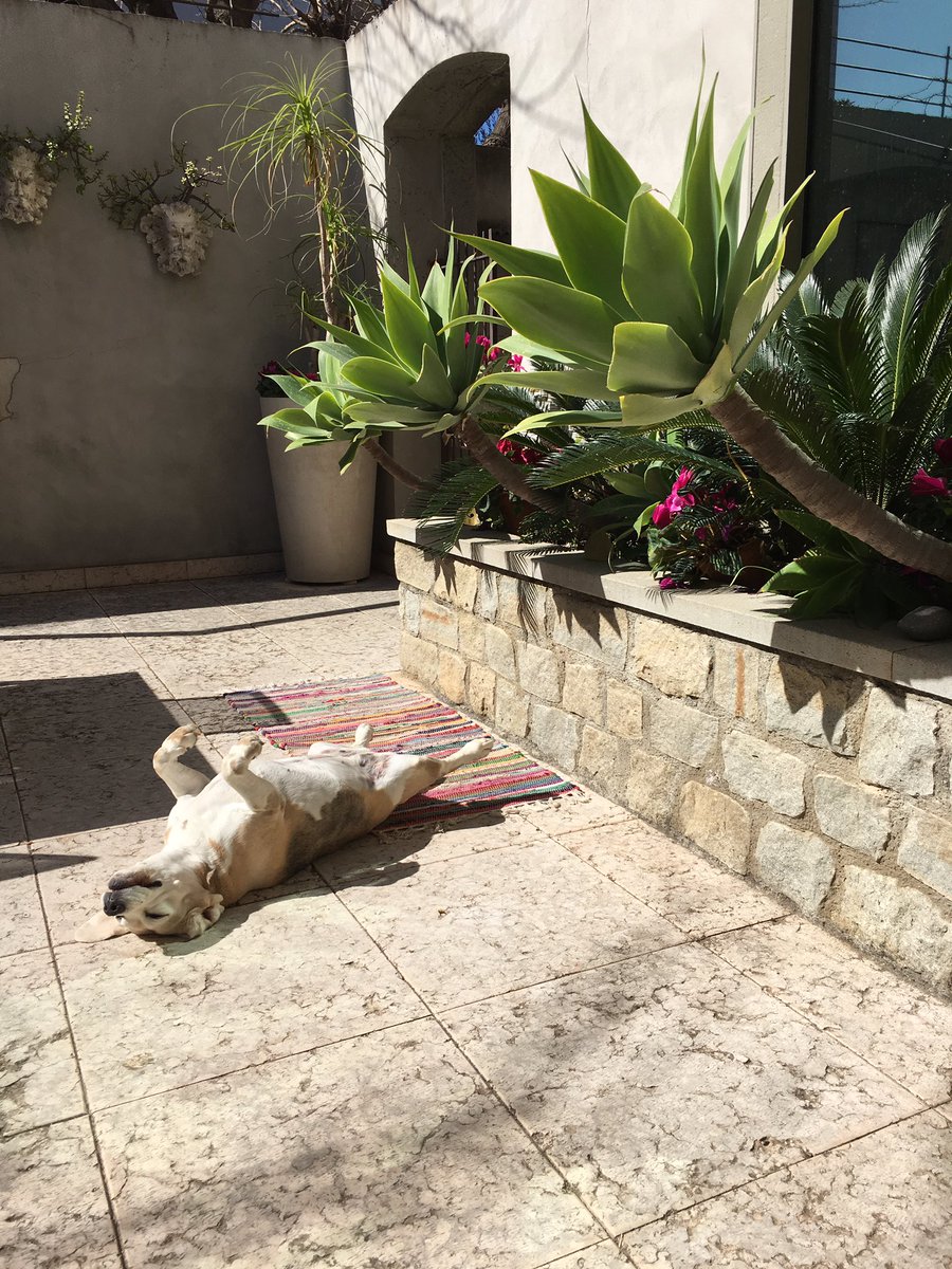 CarlottaModel's tweet photo. Good morning #dogsoftwitter #beaglelove is a sunny day 🌞🌞🌞🌞 and I ❤️❤️❤️ #spring https://t.co/hAs82TclZ1