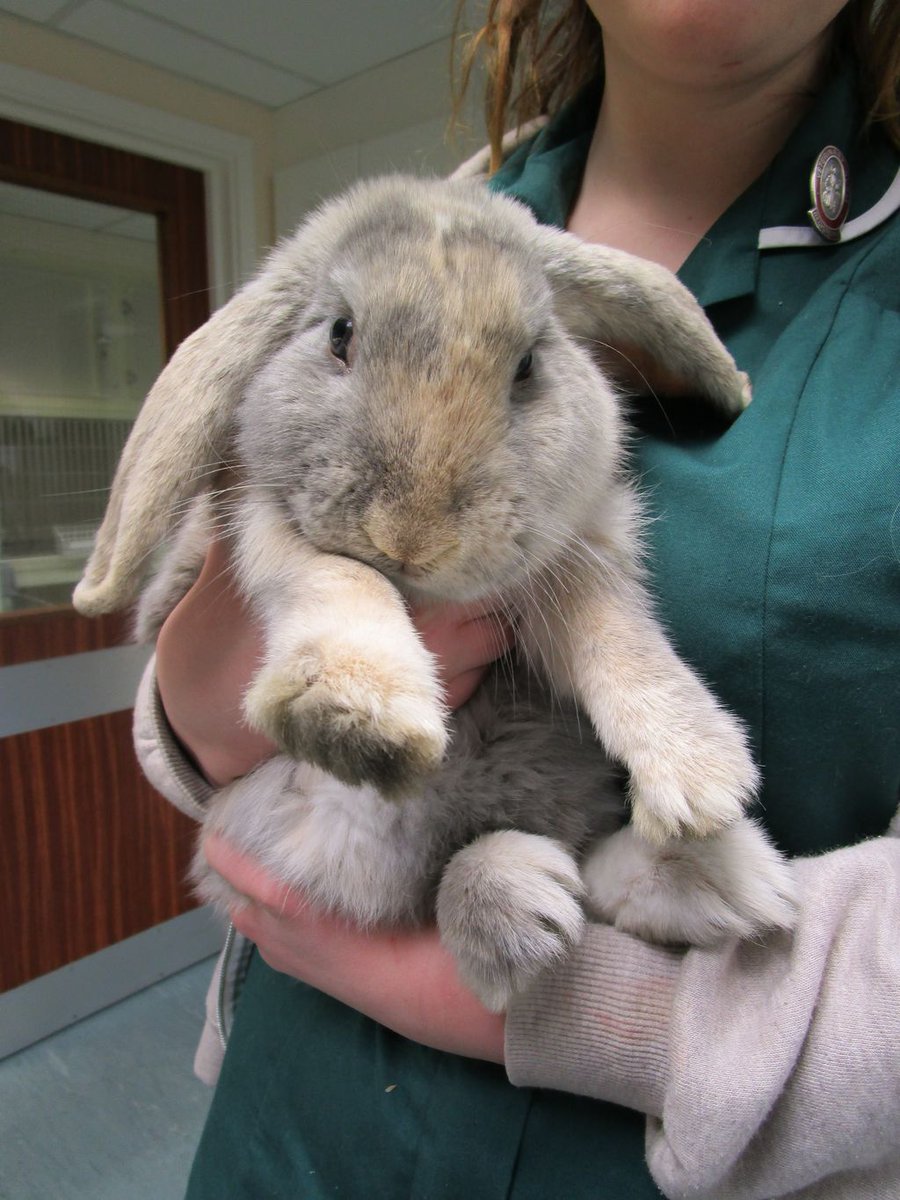 Meet Doughnut; the stray rabbit whose microchip got him home again! Microchips are so useful but don't forget to update your details.