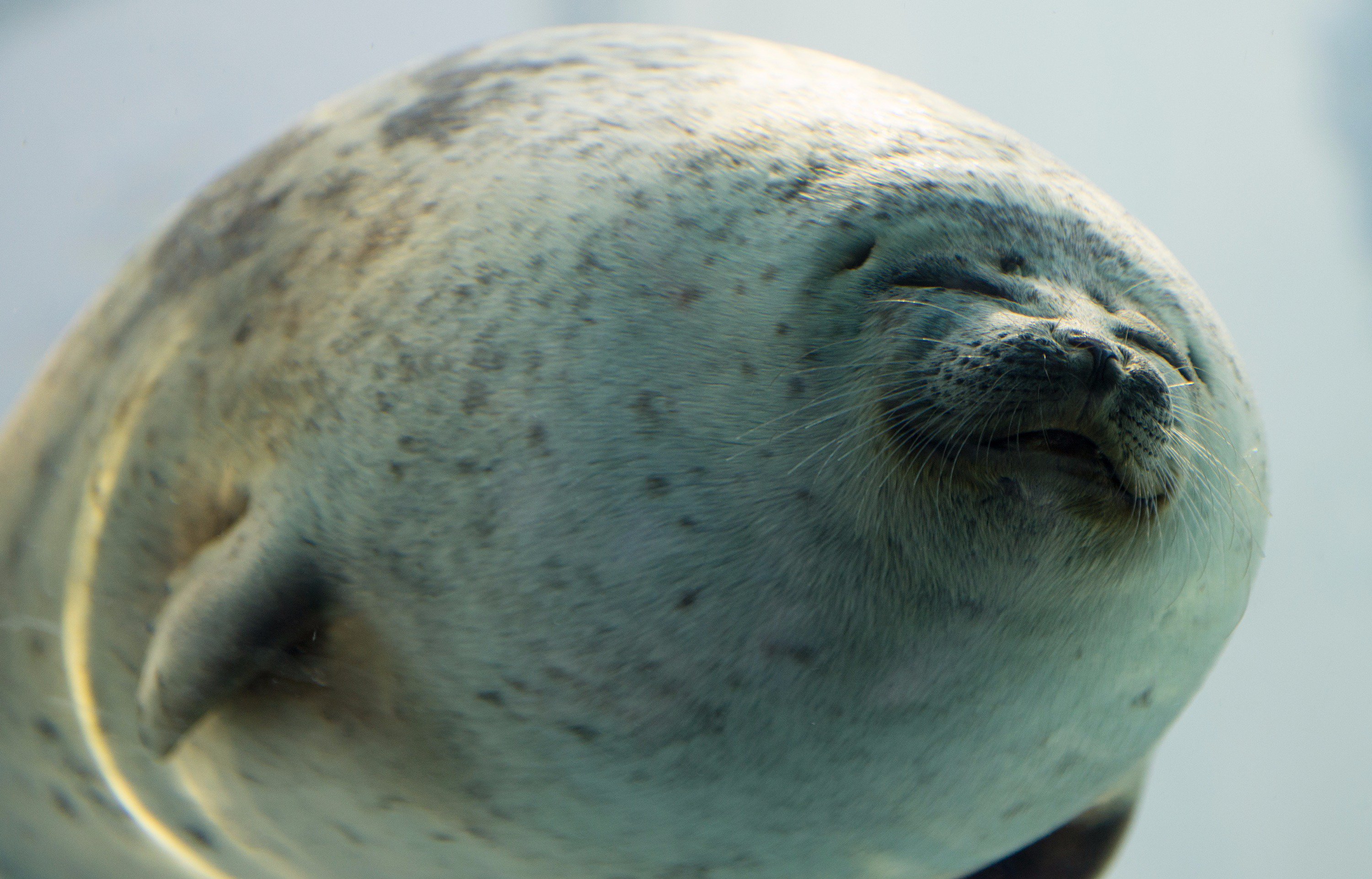 Twitter 上的 大阪 海遊館 生き物が好きかどうか ではなく 生き物たちが持つ不思議さに魅力を感じるかどうか 生き物 の素晴らしさを伝える方法は １つではない 生き物が進化するように 私たちも進化する そんな仕事です かっこいいこと言ってみた エントリーは