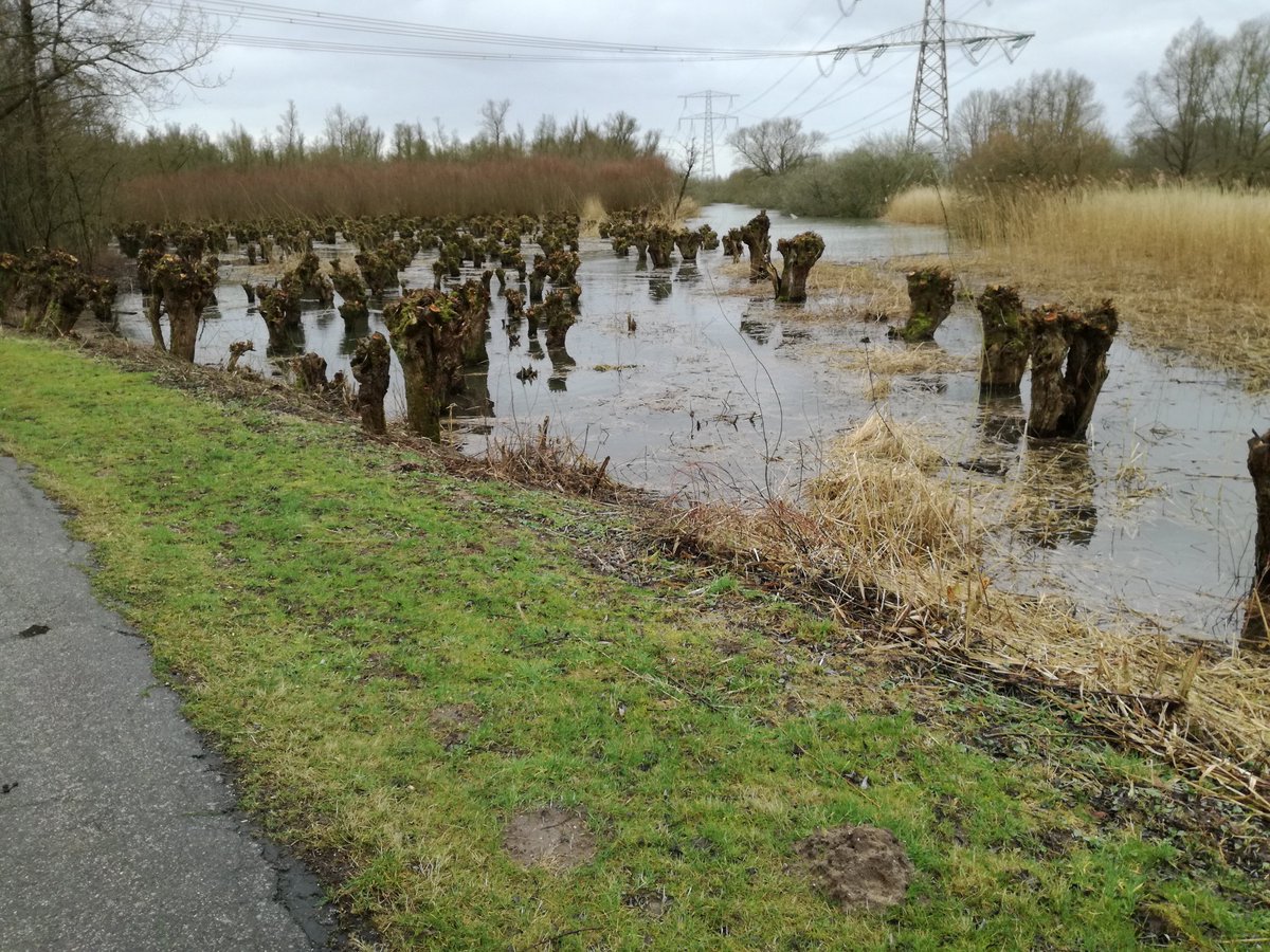 biesbosch_mdb's tweet photo. Moldiepgriend #Biesbosch : nu onder water, over een maand weer geel van de bloeiende #spindotters  ! #nldelta #modordt https://t.co/N1wymhnu7J