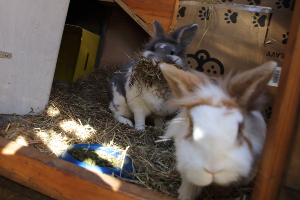 Bunny_Blogs's tweet photo. Ready SJ-lets go and line our tunnel #RabbitAntics #BunOb https://t.co/nbj7YKpLbI