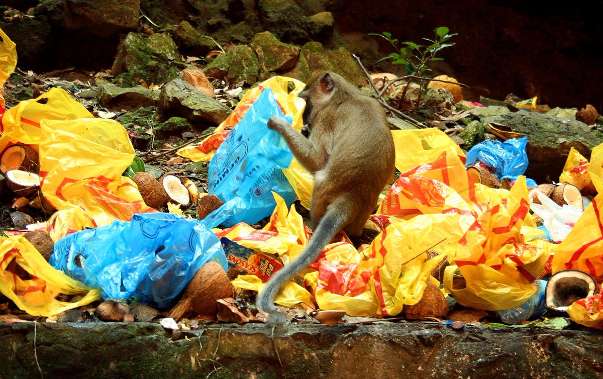 MalenaPhoto's tweet photo. Since I spent the morning shooting an anti litter campaign, I think this #ThrowbackThursday is fitting. #Malaysia 2012.  
#TBT https://t.co/WpcuMKOiz9