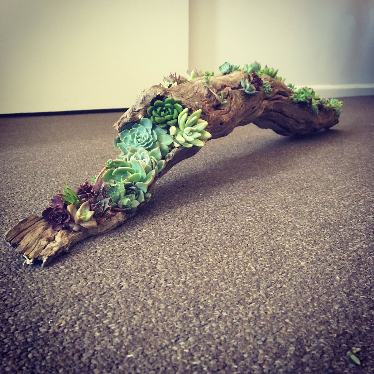 SecondNature_Oz's tweet photo. So I did a thing... #openhouse #centrepiece #succulentstyling #fallenlog #newgrowth https://t.co/pwqK8T52nj