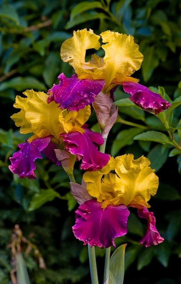 ViverosAznar's tweet photo. La #FlordeIris se planta de forma agrupada para que cuando florezca muestre un mayor atractivo. https://t.co/AfAC7Meg2Y #Jardinería https://t.co/uquDcqKCf6