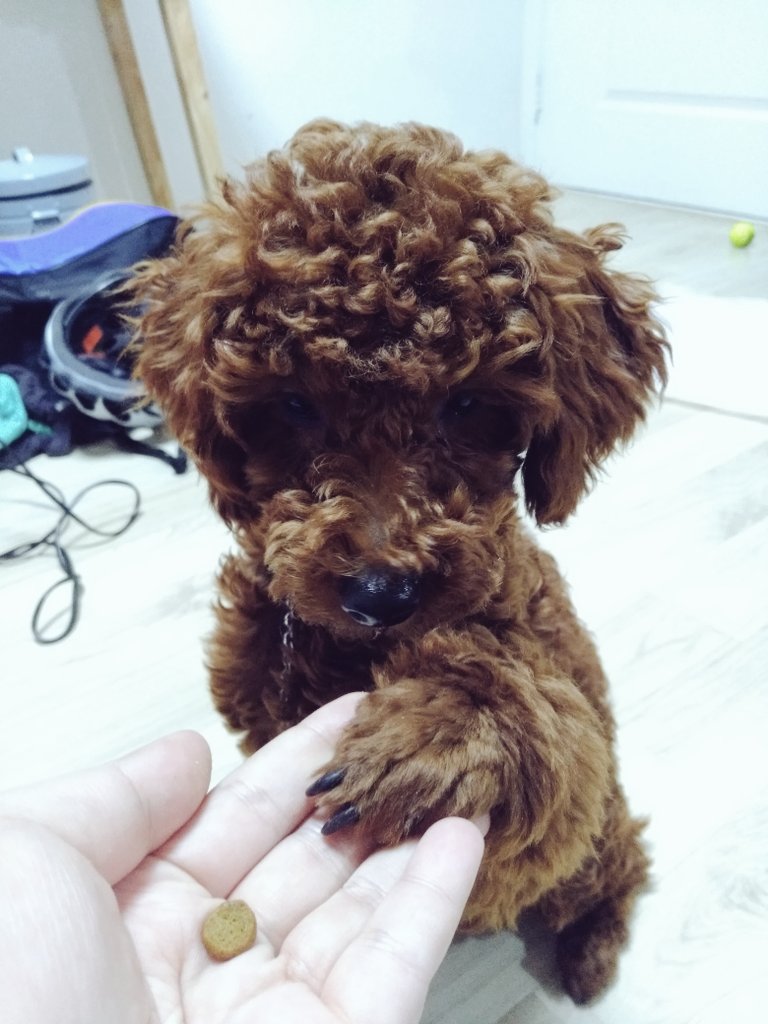 marron_glace__'s tweet photo. 사료 한알 한알이 소중한 마롱이 https://t.co/rHHBxTphPk