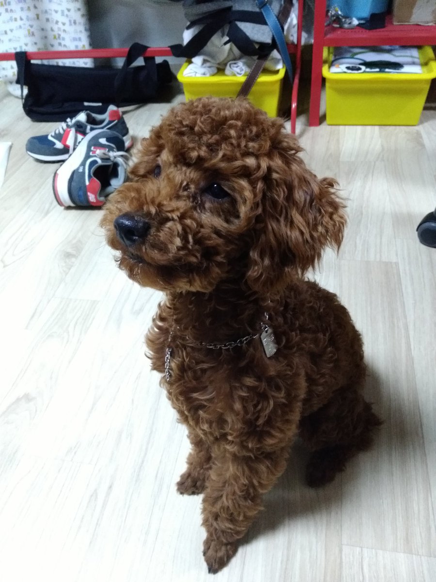 marron_glace__'s tweet photo. 마롱쨩 https://t.co/KHPDTdFd1e